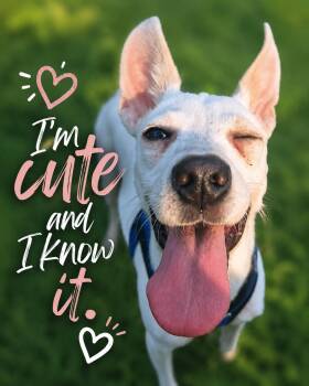 Bitsy (Ohio) -  Chihuahua and Jack Russell Terrier Dog for Adoption in VERNON ROCKVL, Connecticut - Bitsy (Ohio) | PetCurious