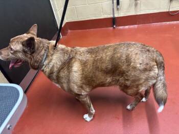 Shepherd Dogs Available for Adoption in Douglasville, Georgia - Leanne | PetCurious