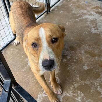 Titan -  Mixed Breed Dog for Adoption in Lake Jackson, Texas - Titan | PetCurious