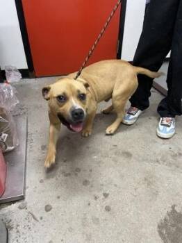 Mixed Breed Dogs Available for Adoption in West Chester, Pennsylvania - Drake | PetCurious