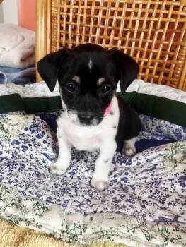 Diamond -  Chihuahua Dog for Adoption in Denver, North Carolina - Diamond | PetCurious