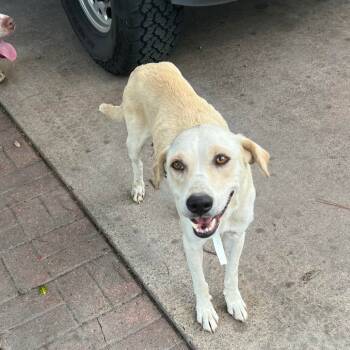 Rescue Labrador Retriever Dogs for Adoption in Spring, Texas - MAISIE | PetCurious