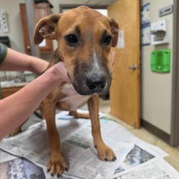 Hula - 071608U -  Mountain Cur and Mixed Breed Dog for Adoption in Tupelo, Mississippi - Hula - 071608U | PetCurious