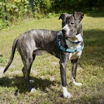 Cassius -  Mixed Breed Dog for Adoption in Scituate, Massachusetts - Cassius | PetCurious