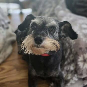 Miniature Schnauzer Dogs Available for Adoption in Olathe, Kansas - Trudy | PetCurious