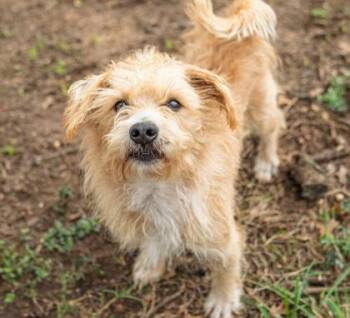 Rescue Maltese Dogs for Adoption in Portland, Maine - Rock | PetCurious