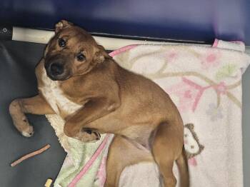 Edith Jr -  Australian Cattle Dog Blue Heeler Dog for Adoption in Kalamazoo, Michigan - Edith Jr | PetCurious
