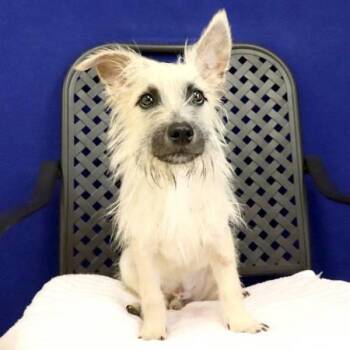 Terrier Dogs Available for Adoption in Fort Davis, Texas - Mars | PetCurious