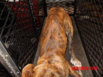 Smokey -  Mixed Breed Dog for Adoption in Hobbs, New Mexico - Smokey | PetCurious