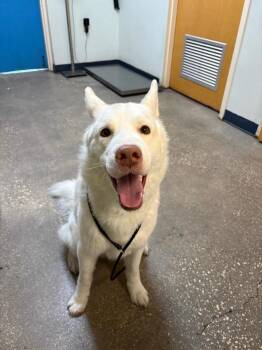 Mixed Breed Dogs Available for Adoption in Ocala, Florida - Yeti | PetCurious