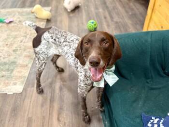 German Shorthaired Pointer and Labrador Retriever Dogs Available for Adoption in Friendswood, Texas - Phineas The GSP Loverboy | PetCurious