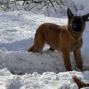 German Shepherd Dog Dogs Available for Adoption - Sabrina | PetCurious