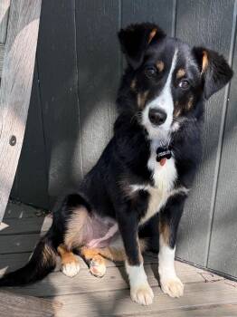 Australian Shepherd and Border Collie Dogs Available for Adoption in Mount Prospect, Illinois - Junie B | PetCurious