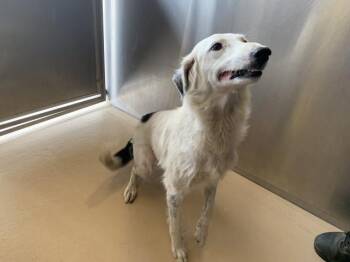 A1938708 -  Border Collie and Mixed Breed Dog for Adoption in Thousand Palms, California - A1938708 | PetCurious