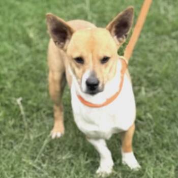 Corgi Dogs Available for Adoption in Williston, Vermont - Tucker | PetCurious