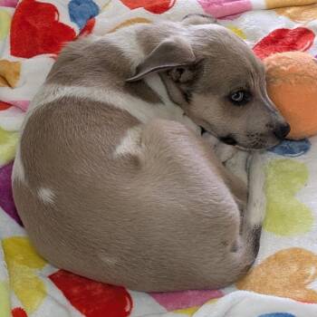 Ranger -  Mixed Breed Dog for Adoption in Buchanan Dam, Texas - Ranger | PetCurious