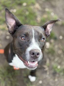 NOVA -  Mixed Breed Dog for Adoption in Fernandina Beach, Florida - NOVA | PetCurious