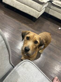 Hansel -  Dachshund and Terrier Dog for Adoption in Brownstown, Indiana - Hansel | PetCurious
