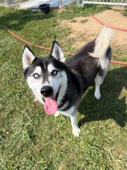 Sarge -  Husky Dog for Adoption in Pierceton, Indiana - Sarge | PetCurious