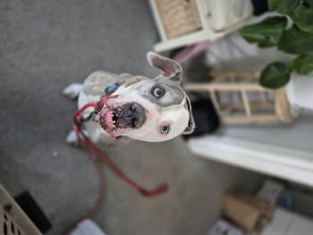 Rescue Mixed Breed Dogs for Adoption in London, Ontario - Chevy | PetCurious