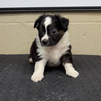Makkari -  Chihuahua and Jack Russell Terrier Dog for Adoption in Madisonville, Kentucky - Makkari | PetCurious