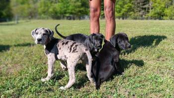 Great Dane Dogs Available for Adoption in Gillsville, Georgia - Great Dane Puppies: Harleigh, Jane, Ingrid | PetCurious