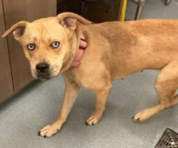 Pit Bull Terrier Dogs Available for Adoption in Baytown, Texas - ANITA | PetCurious