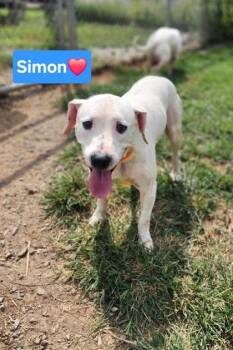 Simon -  Hound and Mixed Breed Dog for Adoption in Clinton, Missouri - Simon | PetCurious
