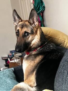 German Shepherd Dog Dogs Available for Adoption - Selene | PetCurious