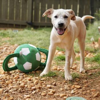 Atlanta -  Cattle Dog and Mixed Breed Dog for Adoption in Huntsville, Alabama - Atlanta | PetCurious