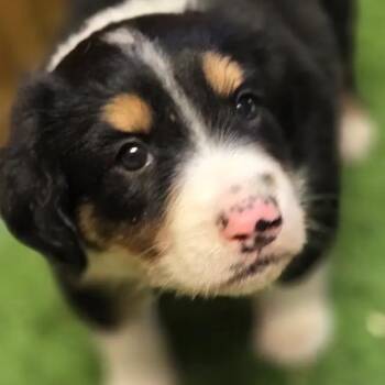 Felix -  Australian Shepherd and Beagle Dog for Adoption - Felix | PetCurious