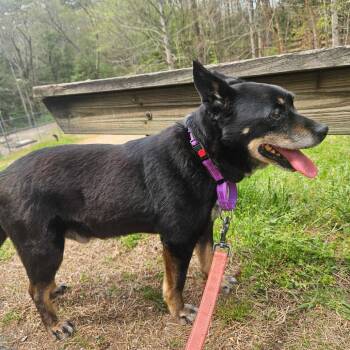 Australian Cattle Dog Blue Heeler and Rat Terrier Dogs Available for Adoption - Bentley | PetCurious