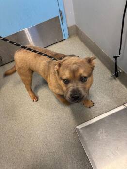 American Staffordshire Terrier Dogs Available for Adoption in Bloomington, Indiana - Tato Wedge | PetCurious