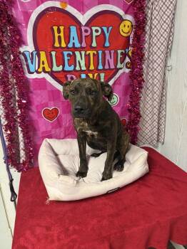 Plott Hound Dogs Available for Adoption - Peanut Brittle | PetCurious