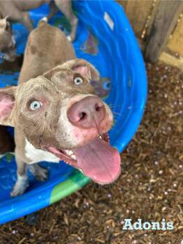 Rescue American Staffordshire Terrier Dogs for Adoption in Spring, Texas - Adonis | PetCurious