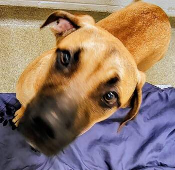 PEANUT -  Mastiff and Labrador Retriever Dog for Adoption in St. Louis, Missouri - PEANUT | PetCurious