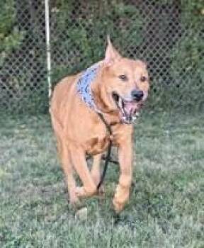 Jack -  German Shepherd Dog and Pit Bull Terrier Dog for Adoption in New Albany, Indiana - Jack | PetCurious