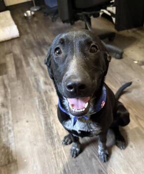 Honey Pot -  Black Labrador Retriever Dog for Adoption in Andover, Massachusetts - Honey Pot | PetCurious