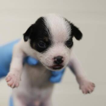 STORM -  Terrier Dog for Adoption in San Antonio, Texas - STORM | PetCurious