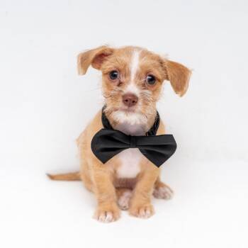 Chihuahua and Shih Tzu Dogs Available for Adoption in New York, New York - Kuma | PetCurious