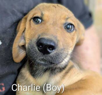 LLP Trixie : Charlie -  Retriever and Shepherd Dog for Adoption in Aurora, Indiana - LLP Trixie : Charlie | PetCurious