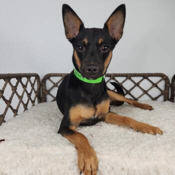 Poptart -  Mixed Breed Dog for Adoption in Fort Wayne, Indiana - Poptart | PetCurious