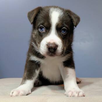 Rescue Mixed Breed Dogs for Adoption in Wichita, Kansas - Pino | PetCurious