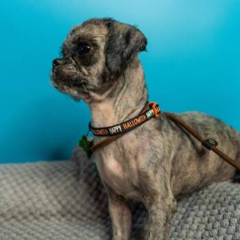 Bedhead -  Shih Tzu Dog Available for Adoption in San Antonio, Texas - Bedhead | PetCurious