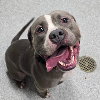 American Staffordshire Terrier Dogs Available for Adoption - Bozo | PetCurious