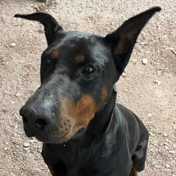 Ryker -  Doberman Pinscher Dog for Adoption in Fleetwood, Pennsylvania - Ryker | PetCurious