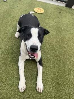 Elf -  Mixed Breed Dog Available for Adoption in Atlanta, Georgia - Elf | PetCurious