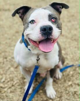 Hawthorn -  Mixed Breed Dog for Adoption in West Chester, Pennsylvania - Hawthorn | PetCurious