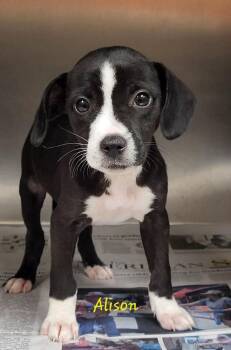 Alison Arngrim -  Mixed Breed Dog for Adoption in Groveland, Massachusetts - Alison Arngrim | PetCurious