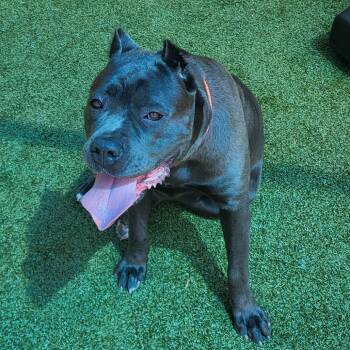 Moonpie -  Cane Corso Dog for Adoption in Greensboro, North Carolina - Moonpie | PetCurious